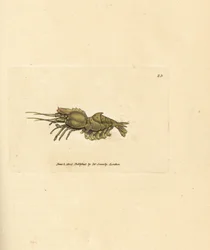 Krewetki papuzie, Spirontocaris spinus (krewetki grzbietowe; Cancer spinus). Miedzioryt ręcznie barwiony autorstwa Jamesa Sowerby