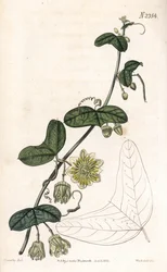 Odmiana passiflory - Passiflora biflora (marakui półksiężycowatej, Passiflora lunata). Ręcznie kolorowany miedzioryt Weddella na podstawie ilustracji autorstwa Jamesa Sowerby