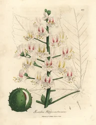 Różowy kwiat i owoc drzewa kasztanowca, Aesculus hippocastanum