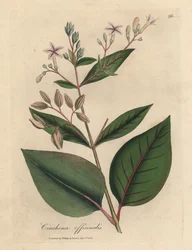 Kora peruwiańska o różowych kwiatach, Cinchona officinalis