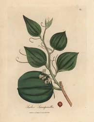 Smilax flor rosa e baga de salsaparrilha, esmalte de salsaparrilha Smilax