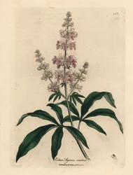 Wstydliwe drzewo o różowych kwiatach, Vitex agnus castus