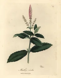 Mięta zielona o różowych kwiatach, Mentha viridis