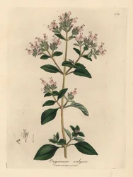 Różowo kwitnący dziki majeranek, Origanum vulgare