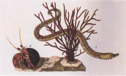 Pipe Fish and Hermit Crab, Nature in Britain, wyd. Collins, 1946