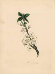 Śliwa - Śliwa pospolita, Prunus domestica. Zaczerpnięte z ilustracji Jamesa Sowerby