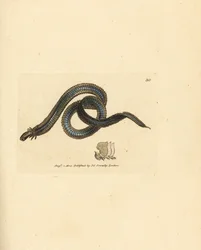 Wieloszczet, Phyllodoce lamelligera (Nereis lamelligera). Miedzioryt ręcznie barwiony autorstwa Jamesa Sowerby