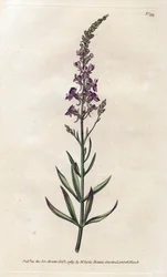 Purple Linar - Litografia de James Sowerby (1757-1822), da William Curtis
