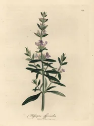 Fioletowo kwitnący hizop, Hyssopus officinalis