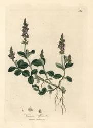 Fioletowo kwitnąca veronica, Veronica officinalis