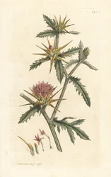 Fioletowy starthistle, Centaurea calcitrapa (Centauree hatchback, Centauree etoilee lub Star Thistle) Ręcznie kolorowany miedzioryt według ilustracji Jamesa Sowerby