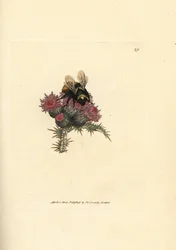 Trzmiel kamiennik, Bombus lapidarius (Apis flavicollis), na ostrożniu. Ręcznie kolorowany miedzioryt Jamesa Sowerby