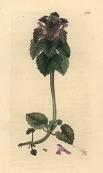 Czerwona pokrzywa , Lamium purpureum Odręczny miedzioryt według rysunku Jamesa Sowerby