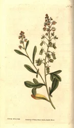 Reseda odorant - Słodko pachnąca reseda lub mignonette, Reseda odorata. Ręcznie grawerowany miedzioryt i ilustracja botaniczna autorstwa Jamesa Sowerby