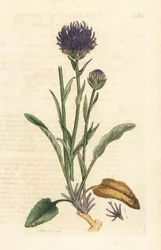 Rapunzel okrągłogłowy, Phyteuma orbiculare (Phyteuma orbicularis) (Orbicular Rapunzel) Ręcznie kolorowany miedzioryt według ilustracji Jamesa Sowerby