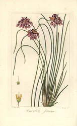 Rush lilia, Sowerbaea juncea, pochodzi z Australii. Nazwany na cześć artysty botanicznego Jamesa Sowerby