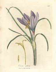 Шафран крокус, полировка Crocus sativus