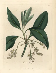 Drzewo Sasafrasowe, Laurus Sasafras