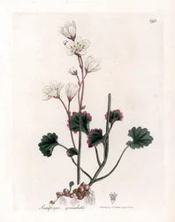 Saxifrage granulee lub bulbbles - biała skalnica, Saxifraga granulata. Ręcznie kolorowany miedzioryt z ilustracji botanicznej autorstwa Jamesa Sowerby