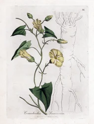 Scamonee - Scammony powój, Convolvulus scammonia. Ręcznie kolorowany miedzioryt z ilustracji botanicznej autorstwa Jamesa Sowerby