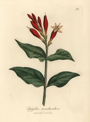 Szkarłatny kwitnący indyjski różowy, Spigelia marilandica