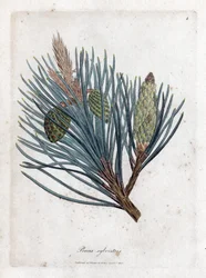 Sosna zwyczajna - jodła zwyczajna lub sosna zwyczajna, Pinus sylvestris. Ręcznie kolorowany miedzioryt z ilustracji botanicznej autorstwa Jamesa Sowerby