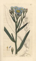 Aster morski, Tripolium pannonicum subsp. tripolium (Sea starwort, Aster tripolium) (Aster maritime) Ręcznie kolorowany miedzioryt według ilustracji Jamesa Sowerby