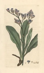 Lawenda morska, Limonium vulgare (Statice limonium) (lawenda morska) Ręcznie kolorowany miedzioryt według ilustracji Jamesa Sowerby