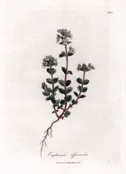 Trawa krótkowzroczna - Świetlik lekarski, Euphrasia officinalis. Ręcznie kolorowany miedzioryt z ilustracji botanicznej autorstwa Jamesa Sowerby
