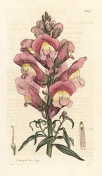 Snapdragon, Antirrhinum majus Odręczny miedzioryt według ilustracji Jamesa Sowerby