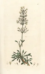 Hiszpańska mucha chwytna, Silene otites (hiszpański campion, Cucubalus otites) (silene a small leaves) Ręcznie kolorowany miedzioryt według ilustracji Jamesa Sowerby