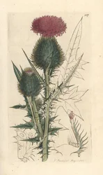 Oset włóczni, Cirsium vulgare (Carduus lanceolatus) (Cirse) Ręcznie kolorowany miedzioryt według ilustracji Jamesa Sowerby