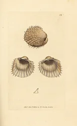 Sercówka kolczasta, Acanthocardia aculeata (Cardium spinosum). Ręcznie kolorowany miedzioryt Jamesa Sowerby