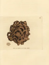 Gąbka, Haliclona cinerea (gąbka anulowana, Spongia cancellata). Miedzioryt ręcznie barwiony autorstwa Jamesa Sowerby