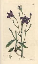 Rozprzestrzeniający się dzwonek , Campanula patula Odręczny miedzioryt według ilustracji Jamesa Sowerby