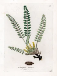 Astragalus bez łodygi - Astragalus bez łodygi, Astragalus excapus. Ręcznie kolorowany miedzioryt z ilustracji botanicznej autorstwa Jamesa Sowerby