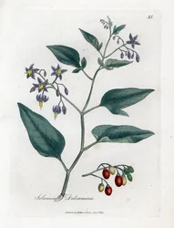 Psianka słodkogórz - Drzewiasta psianka, Solanum dulcamara. Ręcznie kolorowany miedzioryt według ilustracji botanicznej Jamesa Sowerby