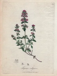 Tymianek (Thymus vulgaris). Miedzioryt ręcznie kolorowany na podstawie ilustracji autorstwa Jamesa Sowerby
