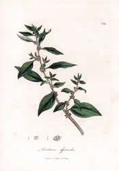 Pellitory ścienne, Parietaria officinalis. Ręcznie kolorowany miedzioryt z ilustracji botanicznej autorstwa Jamesa Sowerby