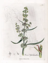 Cierpliwość wodna lub Cierpliwość wodna - Wielki dok wodny, Rumex hydrolapathum. Ręcznie kolorowany miedzioryt z ilustracji botanicznej autorstwa Jamesa Sowerby
