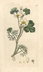 Wrośnica wodna, Ranunculus aquatilis (Aquatic Buttercup) Ręcznie kolorowany miedzioryt według ilustracji Jamesa Sowerby