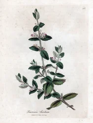 Wodny germandree - Wodny germander, Teucrium scordium. Ręcznie kolorowany miedzioryt z ilustracji botanicznej autorstwa Jamesa Sowerby
