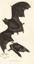 Barbastelle zachodni, Barbastella barbastellus barbastellus (Vespertilio barbastellus). Miedzioryt ręcznie barwiony autorstwa Jamesa Sowerby