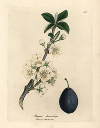 Biały kwiat i owoc śliwki lub suszonej śliwki, Prunus domestica