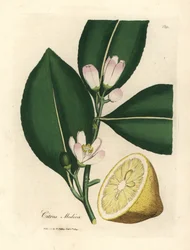 Segment białego kwiatu i dojrzałych owoców drzewa cytrynowego, Citrus medica