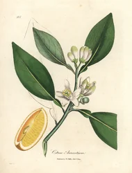 Segment białych kwiatów i dojrzałych owoców drzewa pomarańczowego, Citrus aurantium