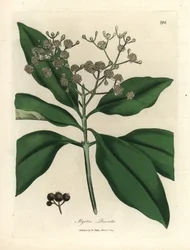 Drzewo o białych kwiatach, Myrtus pimenta