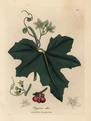 Bryonia o białych kwiatach, Bryonia alba