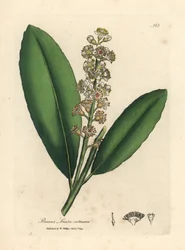 Wiśniowe drzewo laurowe o białych kwiatach, Prunus laurocerasus