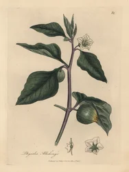 Biało kwitnąca zimowa wiśnia, Physalis alkekengi
